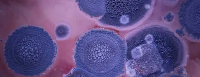 Diymoldtest product