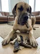 Northcoastpets product