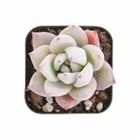 Thenextgardener product